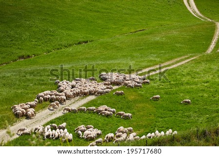 a flock of sheep grazing on the Tuscany hill