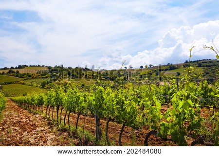 Vine plants and hills in region of Siena, Tuscany, Italy.