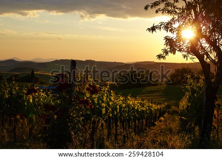 Tuscany vineyards in fall