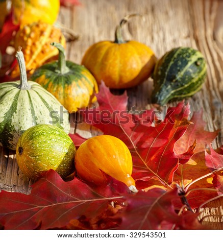 Fall season decoration with pumpkin and foliage maple leaves