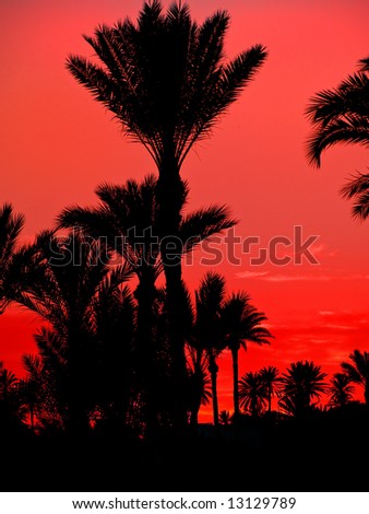 Tropical palm. Sunset