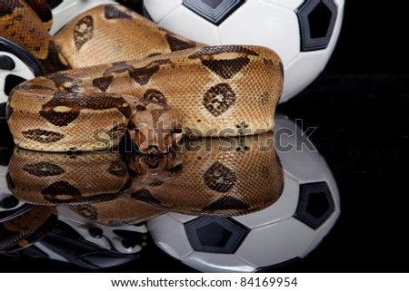 Snake Soccer