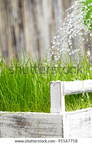 Green  watering can used to water the  frash grass