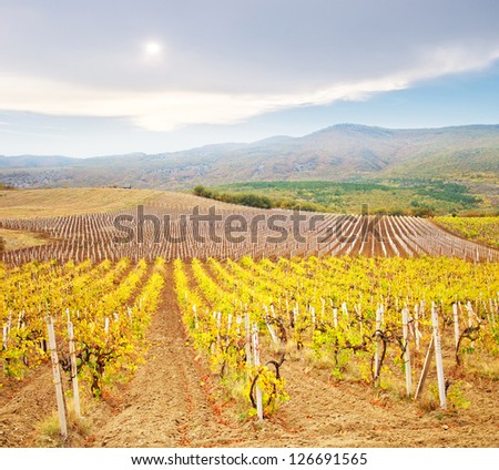 Vineyard in Crimea, mountain in Crimea