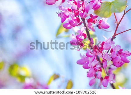 flowers on tree