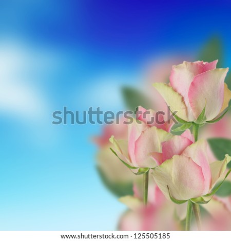 Beautiful Pink roses and the blue sky