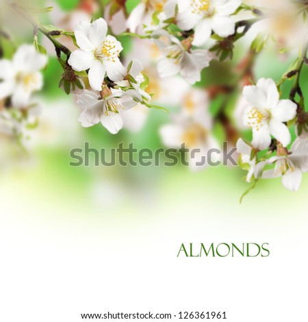 Beautiful almonds flower with white background
