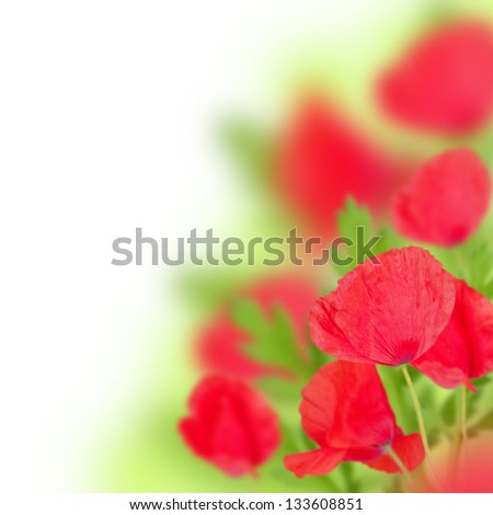 Red spring poppy in white background