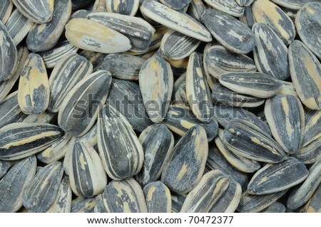 Sunflower Seeds. Nutritional Value. As Animal Feed Stock Photo 70472377