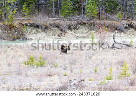 Snow falling with grizzly bear walking by river