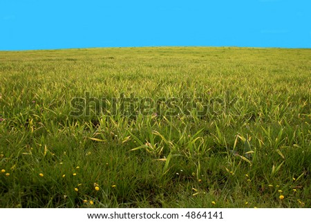 Farm lands with yellow flowers, green grass and blue sky