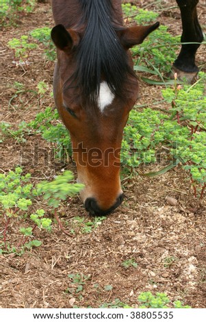 A farm horse feeding on fresh leaves
