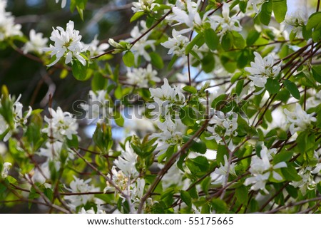 Beautiful white and green spring blossom background