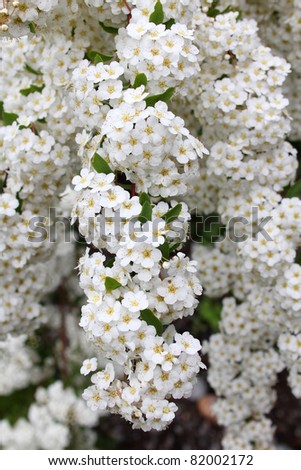 Small bunches of white yarrow flowers, achillea millefolium