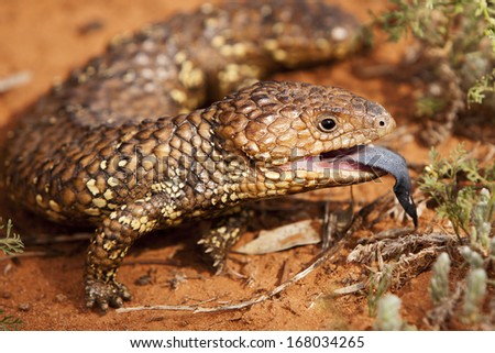 An Australian Shingle-back lizard exposes its  tongue on desert sand.