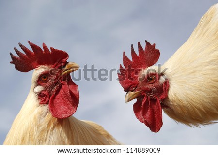 Two cocks want fight together