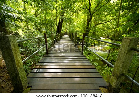 evergreen forest, bridge walk to tropical humid green forest