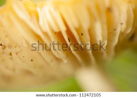mushroom, close-up yellow mushroom on grass floor