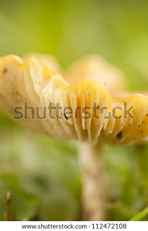 yellow mushroom, blooming yellow mushroom on grass floor