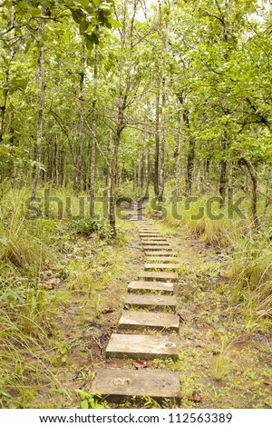 forest walk way, walking trail in Thailand forest