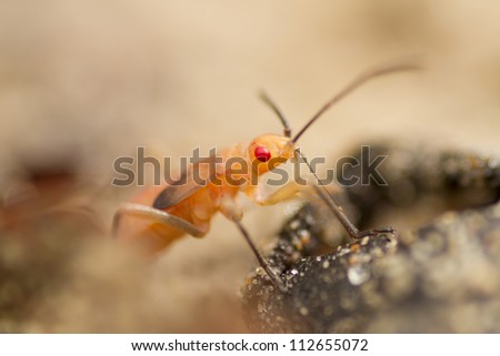 orange bug, wild orange red eye insect on dirt ground