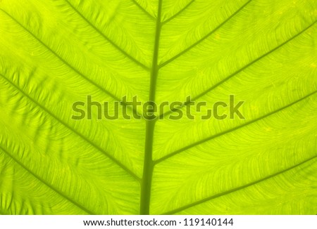leaf texture, green leaf of palm texture