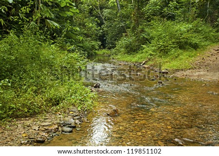 forest stream, stream line from deep green tropical forest