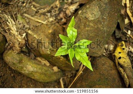 new grow, new growing green plant on rock earth