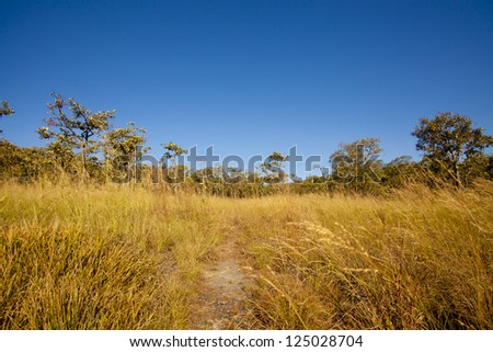 yellow grass land, yellow grass plant and blue sky