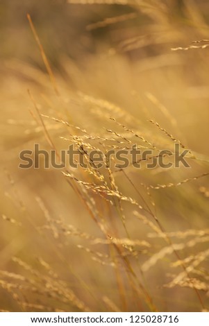 yellow grass, yellow grass blowing in the wind