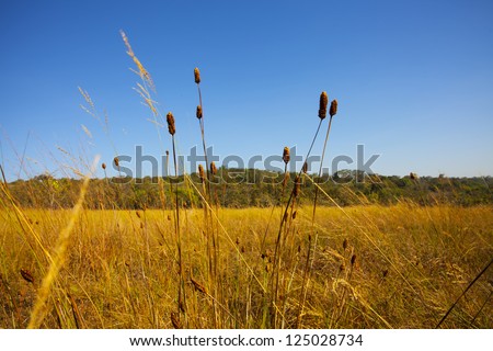 dry land, yellow dry small flower up angle grass land