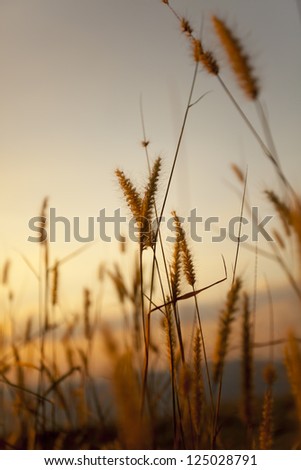 grass through sunset, yellow grass blowing in the wind through sunset