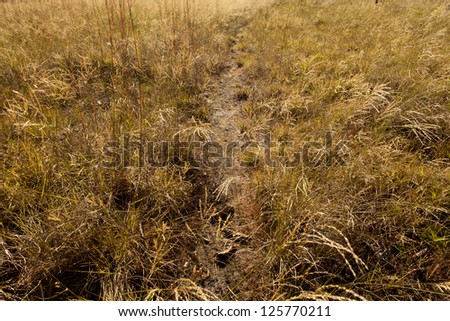 yellow grass land, texture of walk way to yellow grass land