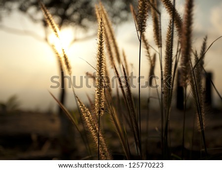 sunset, yellow grass blowing in the wind through sunset