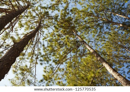 high pine trees, up angle to the top of pine trees and sky