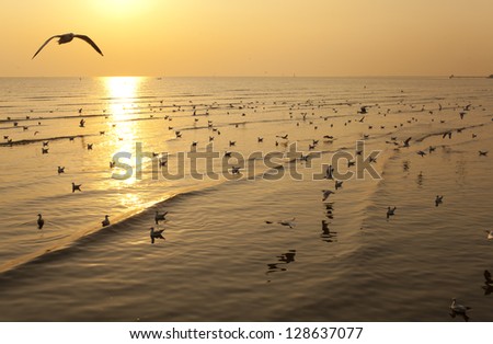 sunset birds, white migrate brown-headed gulls in the sea shore sunset