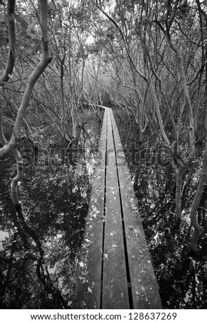 long bridge , long curve wooden bridge to mangrove forest process black and white