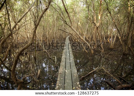 long bridge forest, long curve wooden bridge to muddy mangrove forest