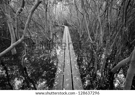 wood bridge to forest, long curve wooden bridge to mangrove forest process black and white