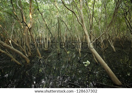 mangrove land, brown branches of mangrove tree with green leaf and muddy land