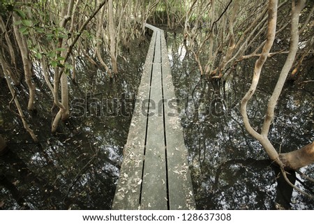 bridge to forest, long curve wooden bridge to messy branch mangrove forest