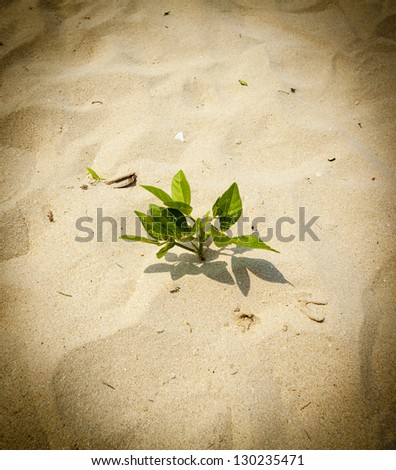 tree on sand, young green leaf tree new born on white sand land processed black vignette