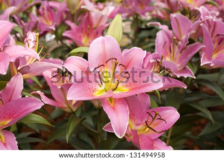 pink lilies, mixed lily flowers in white and pink blossom in the decorated garden