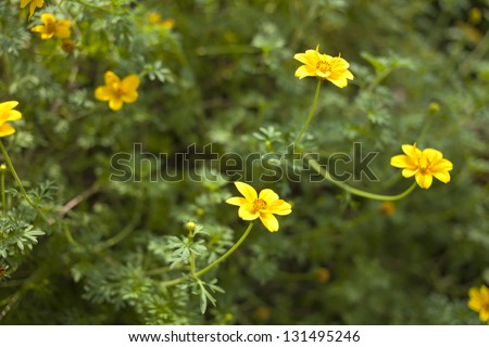 daisy flower, small yellow daisy flowers in the garden