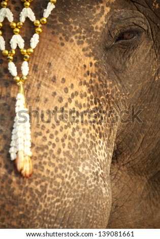 decorated elephant, close up elephant eye with Thai style flower headdress