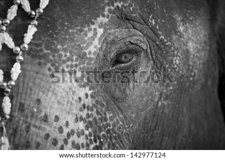elephant eye, close up elephant eye with Thai style flower headdress