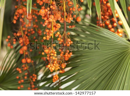 palm fruit, orange palm fruit on palm tree in sunny day light