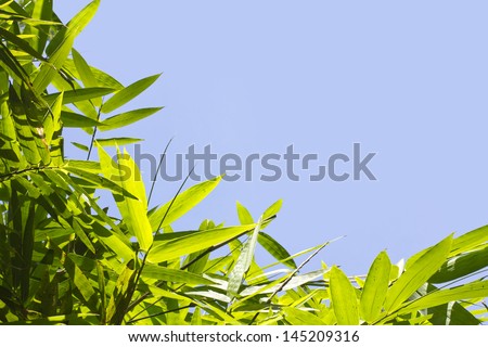 leaf frame, green bamboo leaf bush frame texture in sun lighting and sky