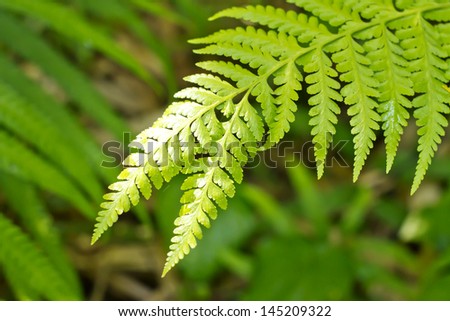 fern leaf, texture of green fern leaf in the forest