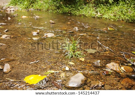 pebble river, surface of pebble river stream with grass and tree in forest